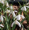 Close up of white snowdrop flowers Royalty Free Stock Photo