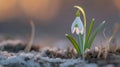 Close-up of white snowdrop flowers. They bloom in the wild. Spring Royalty Free Stock Photo