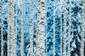 Close-up of white snowy birch trunks in winter forest