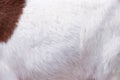 White soft  fur goat texture abstract natural background Royalty Free Stock Photo
