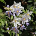 Close-up of white Solanum jasminoides flowers