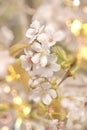 Close-up on white somei yoshino cherry blossom with pale bokeh t