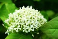 White spike flower bouquet on nature background