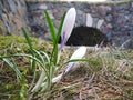 Close up of white spring crocus Royalty Free Stock Photo