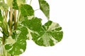 Close up of white sprinkled leaves of `Asarina Scandens Variegara` garden plant on white background