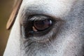 Close up of a white stallion horse`s eye