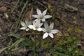 Close-up of white Star of Bethlehem flower