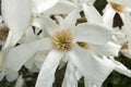 Close up of a white star magnolia Royalty Free Stock Photo