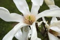 Close up of a white star magnolia Royalty Free Stock Photo