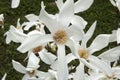 Close up of a white star magnolia Royalty Free Stock Photo