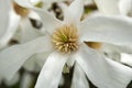 Close up of a white star magnolia Royalty Free Stock Photo