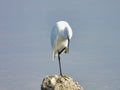 Close up of a white stork resting on a rock in the wild Royalty Free Stock Photo