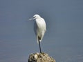 Close up of a white aigrette resting on a rock in the wild Royalty Free Stock Photo