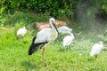 Close-up of a white stork standing in a white group of egrets Royalty Free Stock Photo