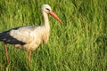 Close-up of a white stork walking in the dense grass in a meadow Royalty Free Stock Photo