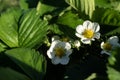 Close up of white strawberry flowers Royalty Free Stock Photo