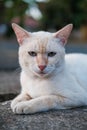 Close up of white stray cat with beautiful bokeh