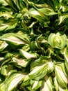 Close up of a white striped outdoor plant