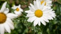 Close up of white sunflowers Royalty Free Stock Photo