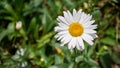 Close up of white sunflowers Royalty Free Stock Photo