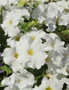 Close-up of white surfinia flowers