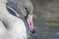 Close up of a white swan, beak, shorebird, waterbird Royalty Free Stock Photo