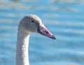 Close up of a white swan, beak, shorebird, lake