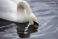 Close-up of the white swan. A big bird makes bubbles on the water