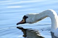 The beautiful white swan closeup