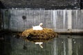 Close up of white swan nesting on a city canal/urban wildlife Royalty Free Stock Photo