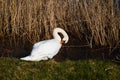 Close-up of a white swan stands on the shore of the lake and cleans its feathers on a summer sunny day Royalty Free Stock Photo