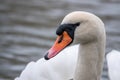 Close-up of a white swan swimming on a lake and looking into the camera Royalty Free Stock Photo