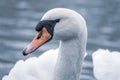 Close-up of a white swan swimming on a lake and looking into the camera Royalty Free Stock Photo