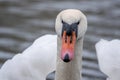 Close-up of a white swan swimming on a lake and looking into the camera Royalty Free Stock Photo