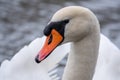 Close-up of a white swan swimming on a lake and looking into the camera Royalty Free Stock Photo