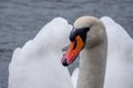 Close-up of a white swan swimming on a lake and looking into the camera Royalty Free Stock Photo