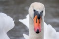 Close-up of a white swan swimming on a lake and looking into the camera Royalty Free Stock Photo