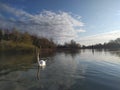 close up of a White swan. tranquil scene of a river with reflection of White clouds