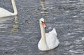 Close up white swans swim and row in water Royalty Free Stock Photo