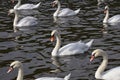 Close up white swans swim and row in water Royalty Free Stock Photo