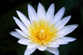 White sweet white petal lily lotus flowers with yellow pollen blooming on background Royalty Free Stock Photo