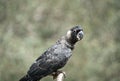 This is a close up of a  white tailed black cockatoo Royalty Free Stock Photo