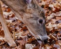 Close up of a White-tailed button buck (Odocoileus virginianus) feeding on the ground during fall in Wisconsin. Royalty Free Stock Photo