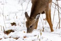 Close up of a White-tailed button buck Odocoileus virginianus feeding on the snow covered ground Royalty Free Stock Photo