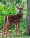 Close up of a White-tailed deer fawn Royalty Free Stock Photo