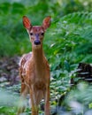 Close up of a White-tailed deer fawn Royalty Free Stock Photo