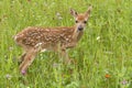White Tailed Deer Fawn in Flowers Close up Royalty Free Stock Photo