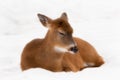 Close up of White tailed Deer resting in snow (version 2) Royalty Free Stock Photo