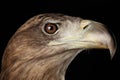 Close-up White-tailed eagle, Birds of prey isolated on Black background Royalty Free Stock Photo