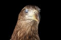 Close-up White-tailed eagle, Birds of prey isolated on Black background Royalty Free Stock Photo